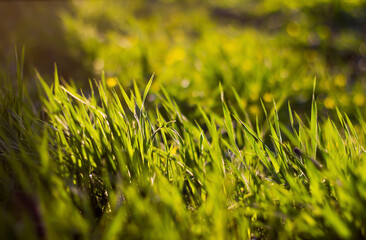 Lush green fresh grass shot from ground level at close range with blurred background with bokeh on a sunny bright day