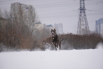 metis doberman run winter snow