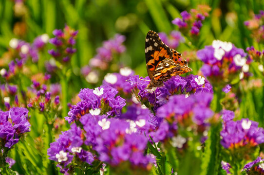 painted lady butterfly on purple flowers