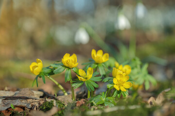 Group of winter aconites (Eranthis hyemalis). Focus on the right flower.
