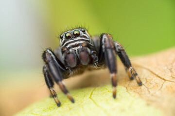 Isolated close-up of a jumping spider looking at you from a green leaf (Evarcha arcuata male)