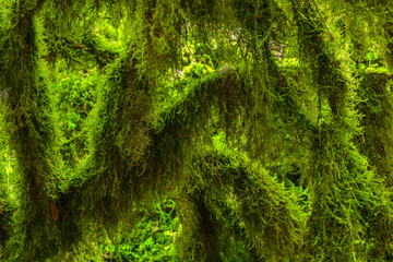 Green leaves of tree in forest