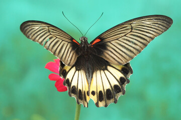 butterfly on a flower