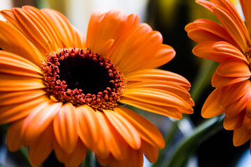 Macro shot of blooming pink Gerbera flower