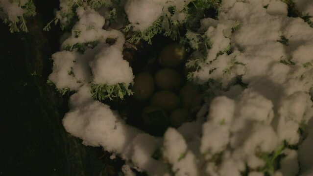 Slow Motion Shot Of Eggs Of Duck Amidst Snow Covered Plants During Snowfall - Arvada, Colorado