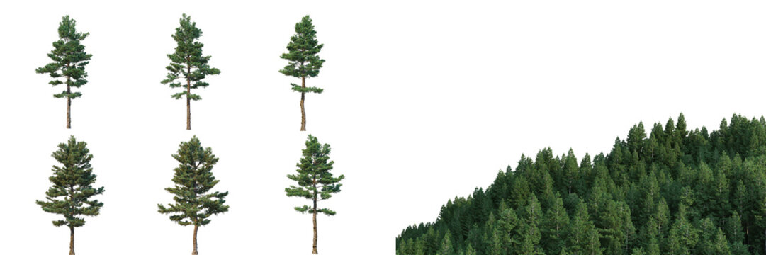 Collection of conifers, Christmas trees and forest isolated on alpha channel, transparent background	