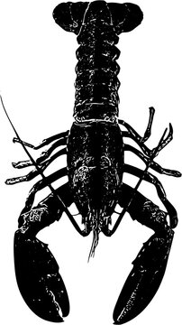 lobster isolated on black
