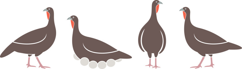Turkey logo. Isolated turkey on white background. Bird