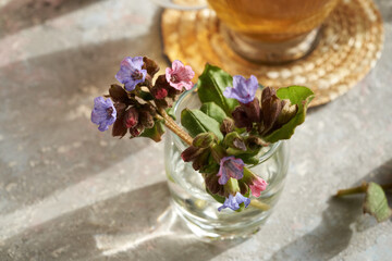Fresh lungwort or pulmonaria flowers
