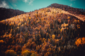 Orange-red background of autumn forest