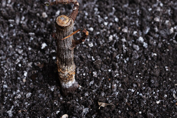 Plant dried up without rain in dry soil