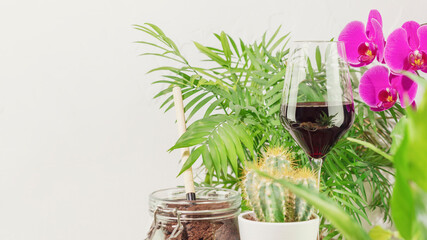 Sustainable home still life with potted plants, succulents with accessories and glass of red wine. Eco friendly interior. Home gardening, hobby, relaxing at home and me time concept. Copy space