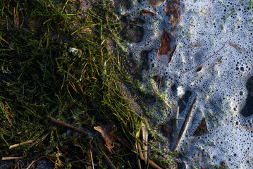 Shoreline with seaweed and foam from waves