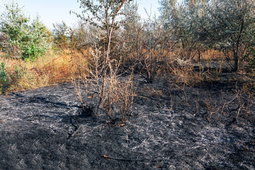 Scorched land after a fire