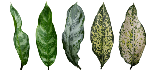 Aglaonema (Chinese Evergreen) First Diamond or Snow White and Aglaonema Maria leaves has white and green colors. Attractive indoor foliage plant, topical, house plants. PNG file.