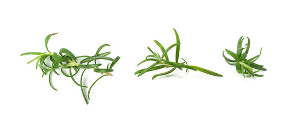 Fresh Rosemary Twigs Isolated, Green Rosemary Sprig, Raw Seasoning Twig Set, Romarin Herbs, Spice Grass on White Background