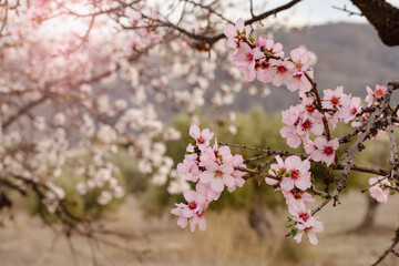 Blooming almonds. Spring flowering background. Beautiful nature with a blossoming tree on a sunny day. Spring flowers. Beautiful garden in spring. Abstract blurred background.
