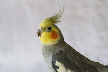 Pet.Cockatiel parrot.Funny parrots.Cockatiel pet.Bird with a crest.Cute animal.Funny bird.Cockatiel.
Caring for pet.Bird.Animal.Feathered friend.Ornithology.Funny parrot.close up portrait.Wallpaper.