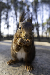 Fototapeta premium Feeding a squirrel in the woods