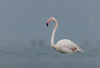 Fototapeta premium Portrait of a Greater Flamingo in cloudy weather in the morning at Asker coast of Bahrain