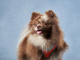 chocolate fluffy dog on a blue background. Pomeranian portrait in studio 