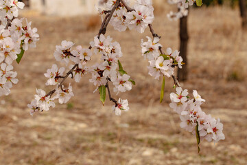 Blooming almonds. Spring flowering background. Beautiful nature with a blossoming tree on a sunny day. Spring flowers. Beautiful garden in spring. Abstract blurred background.