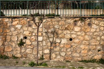 Small tree growing against the old stone wall.