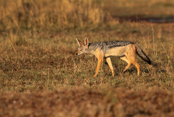 A black backed Jackal in the savannah grassland, Masai mara, Kenya