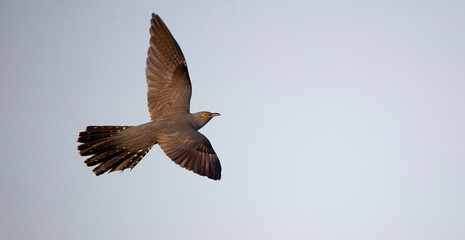 Fototapeta premium Cuckooflies from tree to tree and lands on a branch and flying in the sky.