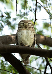 Indian scops owl perched on a  tree at Keoladeo Ghana National Park, Bharatpur, India