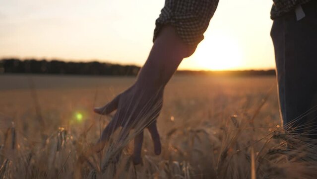 Young farmer walks through the barley field and strokes with arm golden ears of crop. Male hand moves over ripe wheat growing on the meadow. Agricultural business concept. Sunlight at background