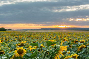 Champ de tournesol au coucher du soleil en été avec ciel bleu et nuages.