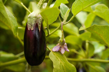 Agricultural garden with aubergine vegetables close-up, soft focus.