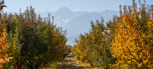 The garden's magnificent yellow, red and green trees change leaf color in the fall season. A row of trees overlooking the mountains. Row of trees with autumn sunlight, colored leaves after harvest.