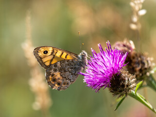 Wall Brown Butterfly Feeding on Knapweed