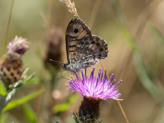 Wall Brown Butterfly Feeding on Knapweed