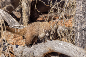 Cute White Nosed Coatimundi in the Chiricahua National Monument in Southern Arizona