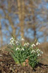 Group of common snowdrops (Galanthus nivalis) in a leafless spring forest. Focus on the blossom in the middle.