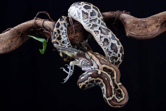 Burmese python coiled around a tree