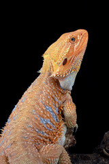 Bearded dragon hanging on a tree bark
