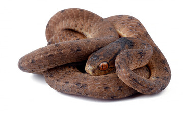 Slug eater snake on a white background