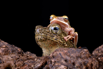 Portrait of an Asian common frog on black background
