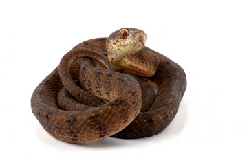 Slug eater snake on a whitebackground