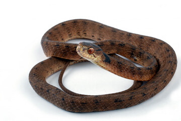Slug eater snake on a whitebackground