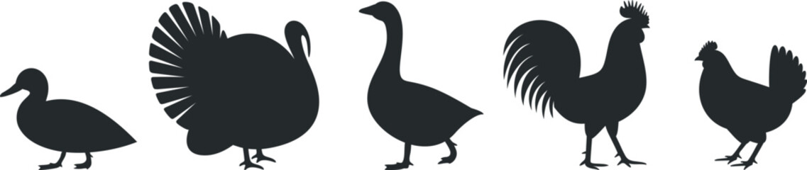 Poultry silhouette. Isolated  poultry on white background