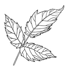 Hand drawn outline raspberry leaves isolated on white background. Vector illustration.