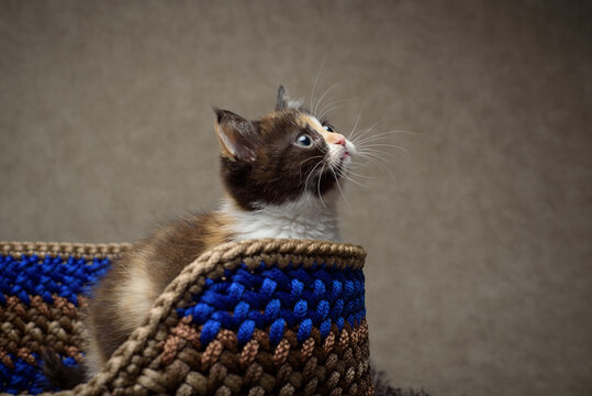 Close-up of a fluffy tabby kitten sitting in a basket