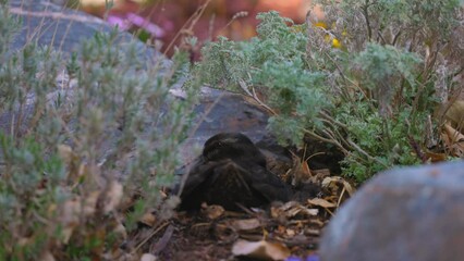 American Black Duck Sitting Amidst Green Plants - Arvada, Colorado