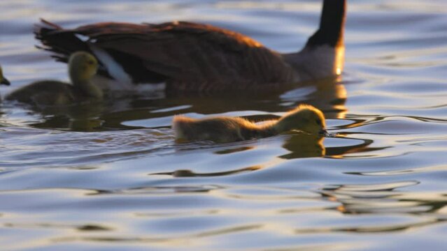 Cute Duckling Swimming With Mother Duck While Drinking Water In Lake - Arvada, Colorado