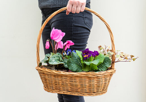 Close-up of a woman holding a basket with pink cyclamen flowers, primroses and ivy